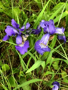 Plant Flower Flora Iris