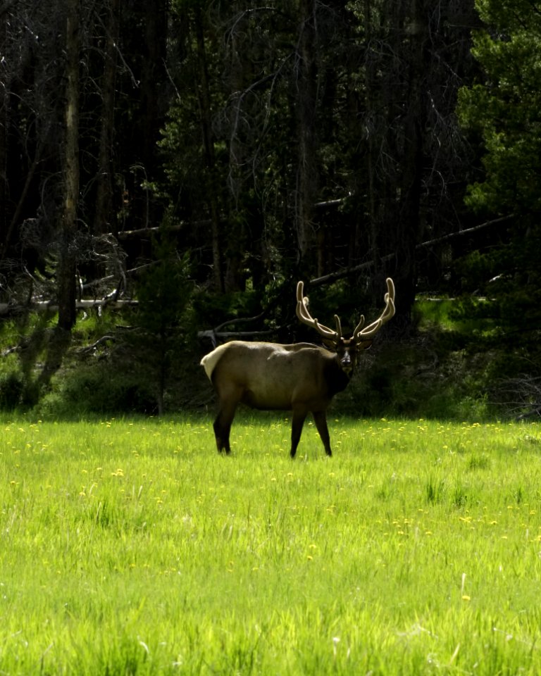 Wildlife Deer Fauna Wilderness