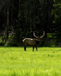 Wildlife Deer Fauna Wilderness