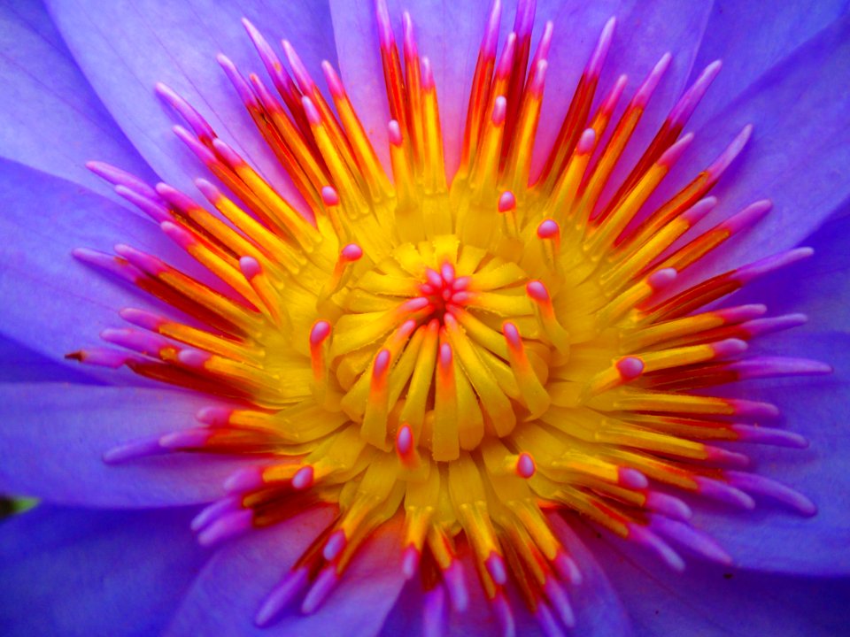 Flower Yellow Close Up Aster