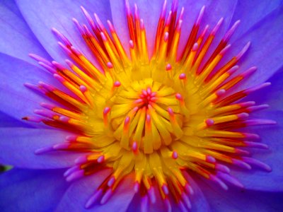 Flower Yellow Close Up Aster photo
