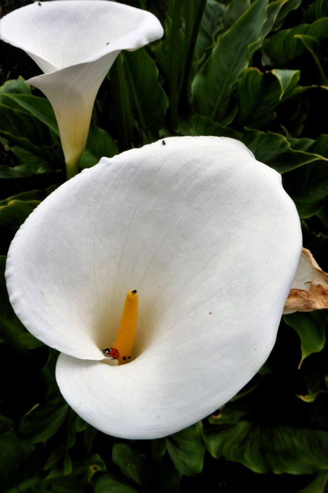 Flower White Plant Arum