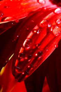 Red Close Up Macro Photography Petal