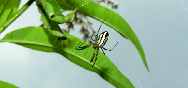 Insect Spider Arachnid Invertebrate