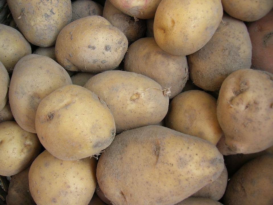Harvest vegetables raw