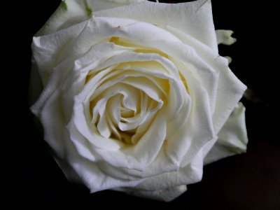 Flower Rose Rose Family White photo