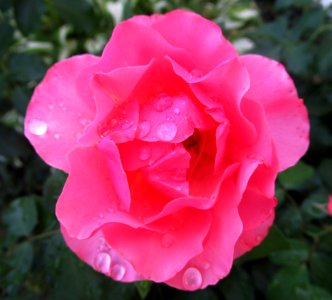 Rose Rose Family Flower Pink photo