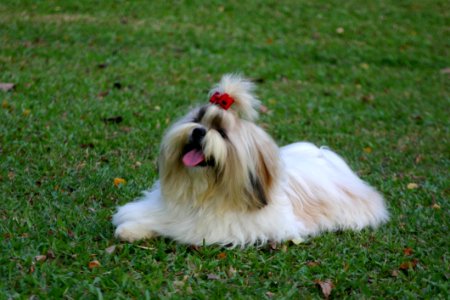 Dog Dog Breed Dog Like Mammal Shih Tzu photo