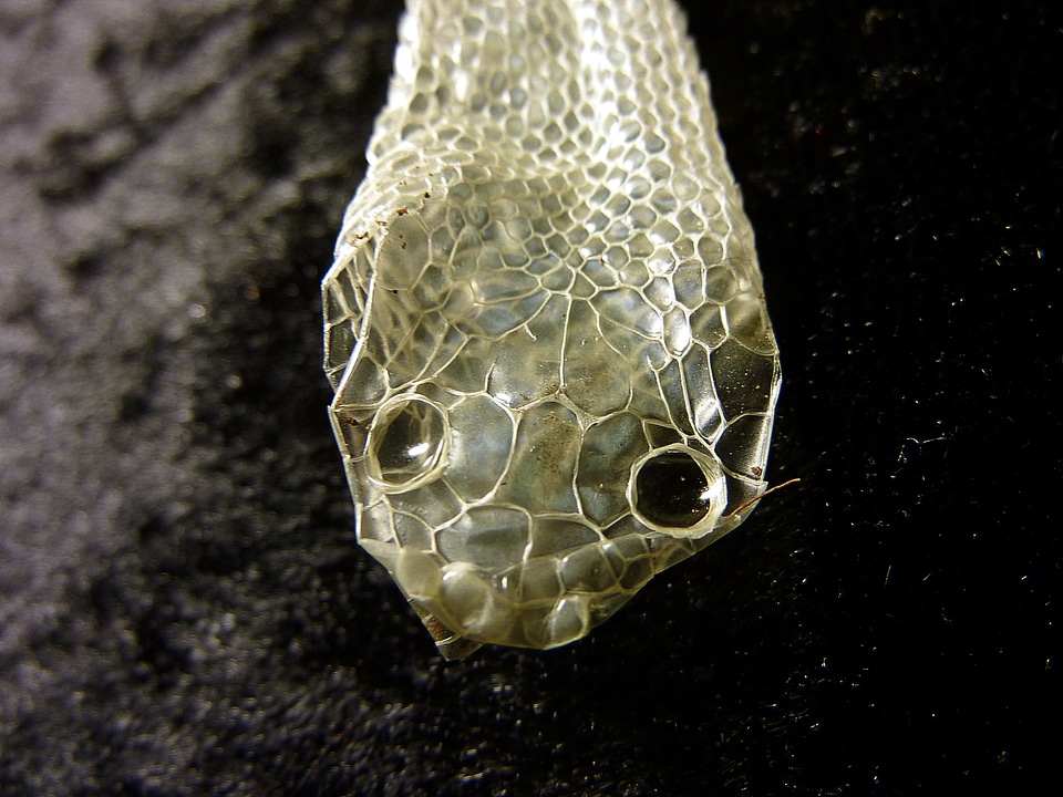 Stripped reptile scale