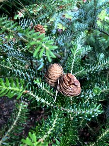 Tree Pine Family Fir Spruce photo