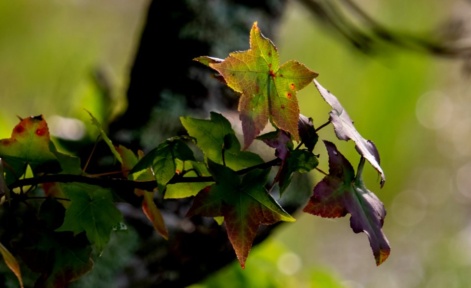 Leaf Flora Vegetation Plant