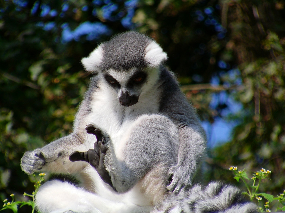 Lemuriformes primates sun worshippers