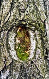 Tree Woody Plant Trunk Woodland