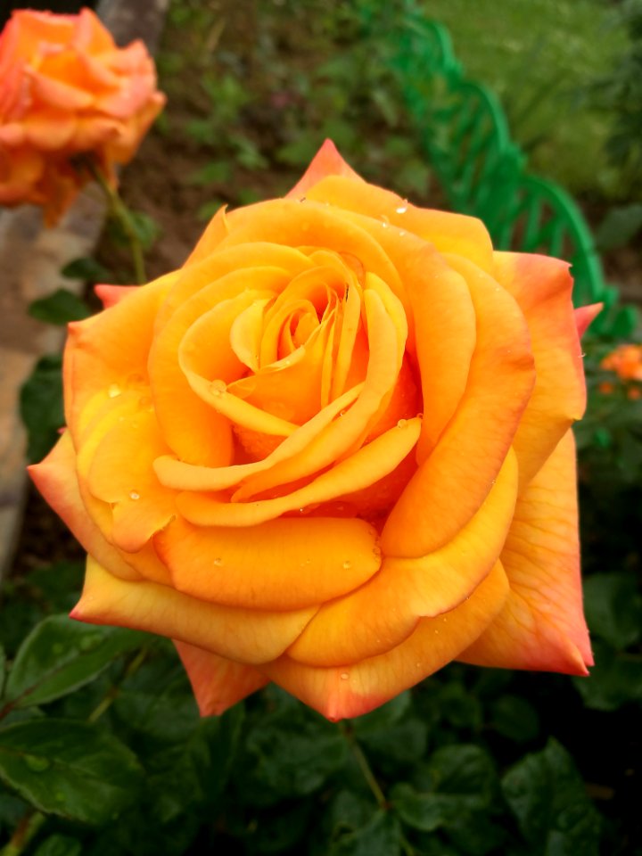 Rose Flower Rose Family Yellow
