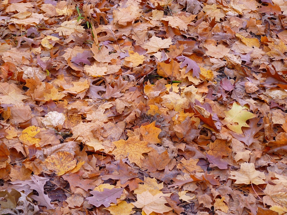 Autumn fall forest