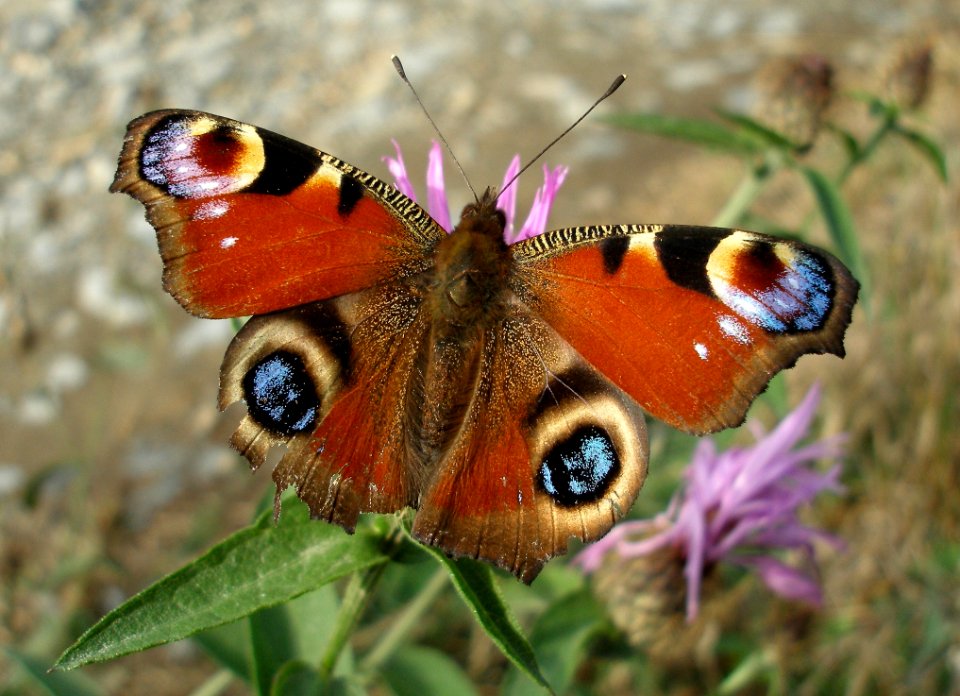 Butterfly Moths And Butterflies Insect Invertebrate