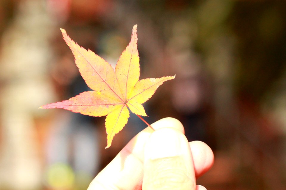Leaf Maple Leaf Plant Tree