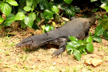 Reptile Fauna Terrestrial Animal Scaled Reptile