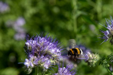 Bee Honey Bee Bumblebee Insect photo