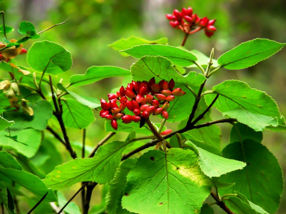 Plant Viburnum Schisandra Flower