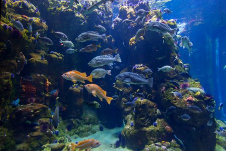 Ecosystem Coral Reef Marine Biology Reef