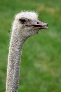 Ostrich Ratite Bird Beak