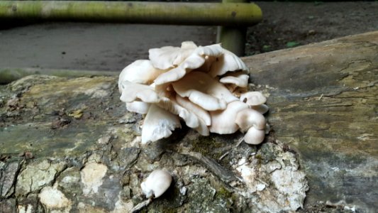 Oyster Mushroom Mushroom Edible Mushroom Fungus photo