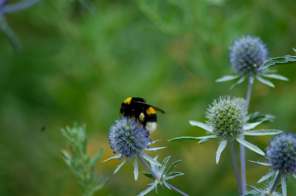 Bee Bumblebee Nectar Insect