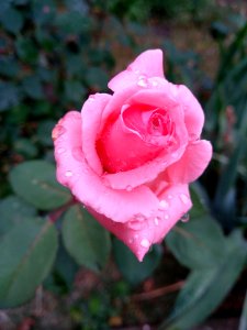 Rose Rose Family Flower Pink