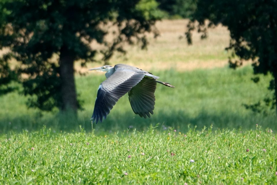 Bird Ecosystem Fauna Beak