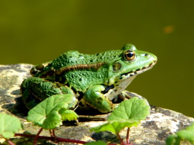 Toad Amphibian Ranidae Frog photo
