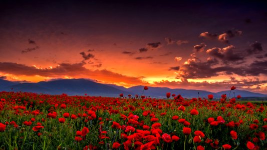 Sky Field Flower Wildflower