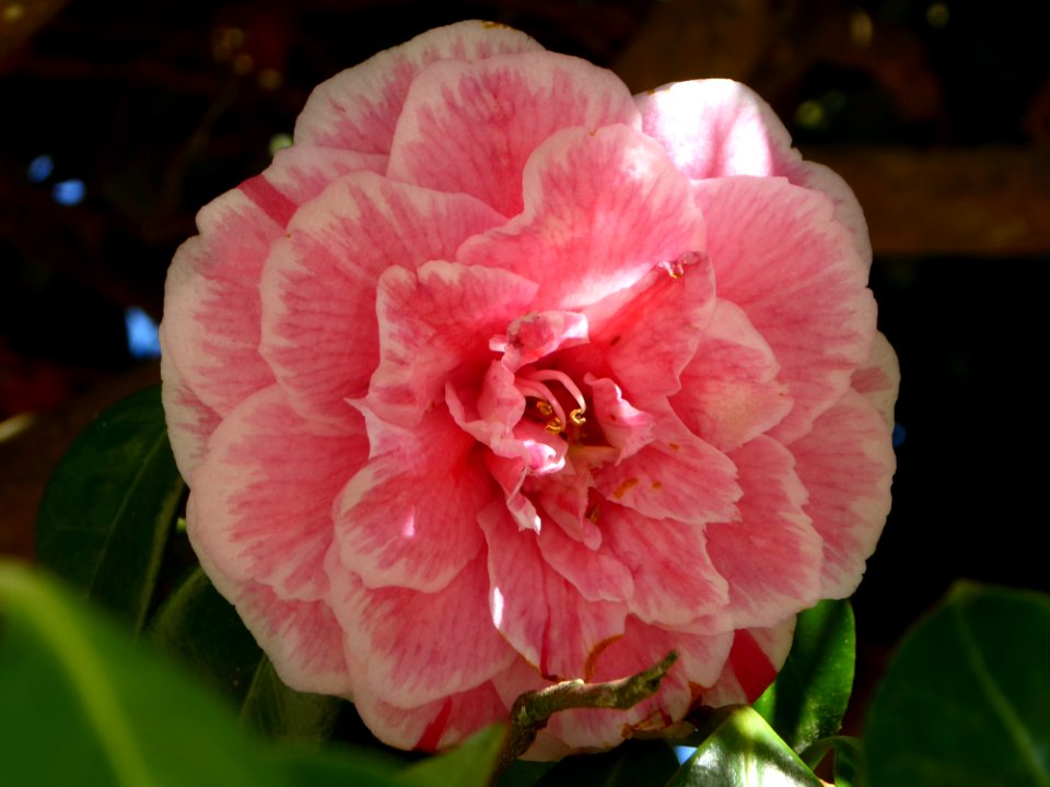 Flower Plant Pink Flowering Plant