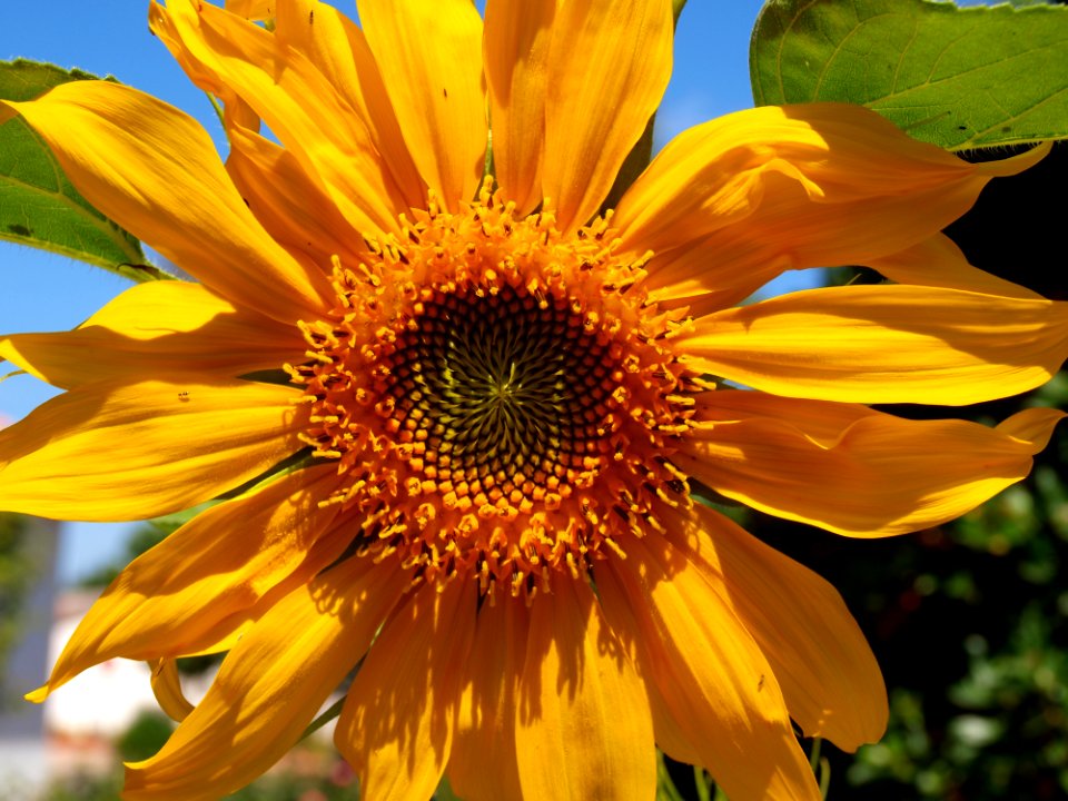 Flower Sunflower Yellow Sunflower Seed photo