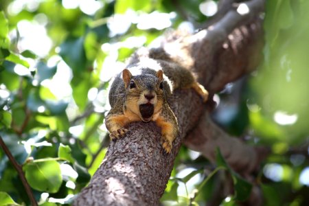 Squirrel Mammal Fauna Fox Squirrel