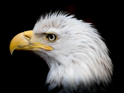 Beak Bird Of Prey Eagle Bird