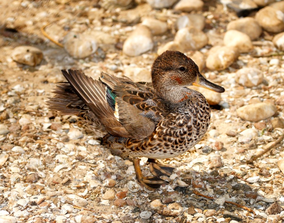 Bird Duck Fauna Beak