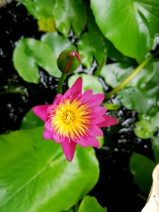 Flower Flora Plant Flowering Plant