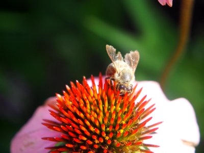 Honey Bee Insect Bee Nectar photo