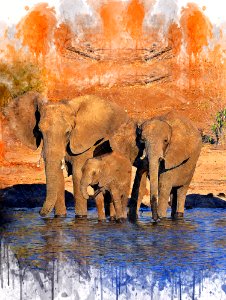 Elephants And Mammoths Mammal Elephant Reflection