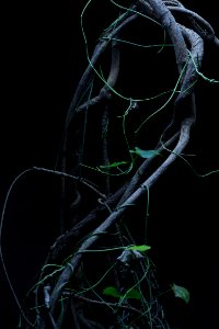 Black Darkness Light Organism