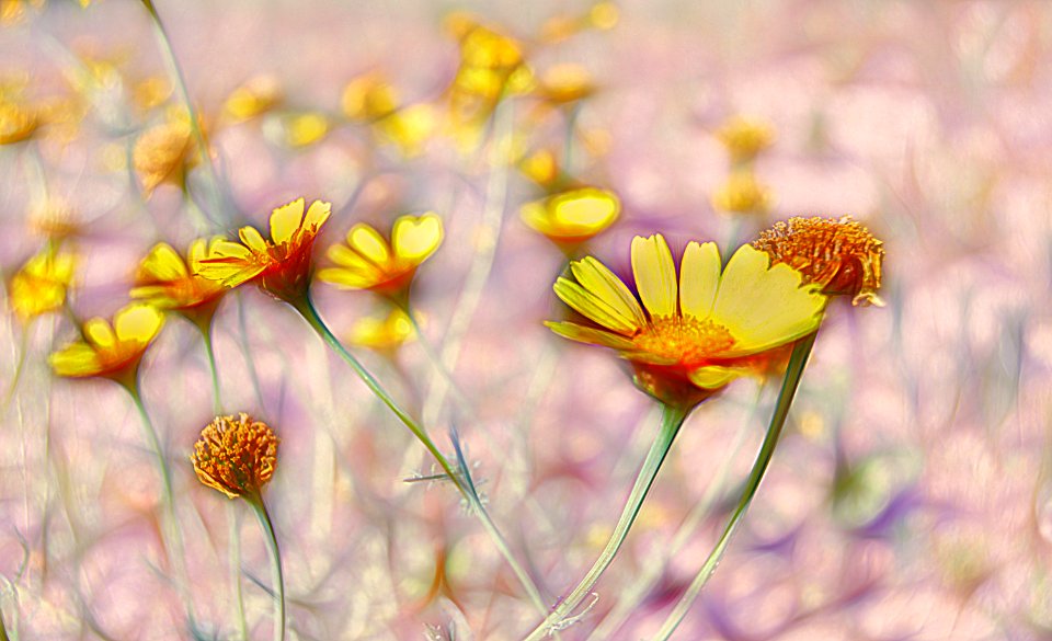 Flower Yellow Flora Wildflower