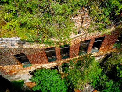 Vegetation Tree Plant Roof