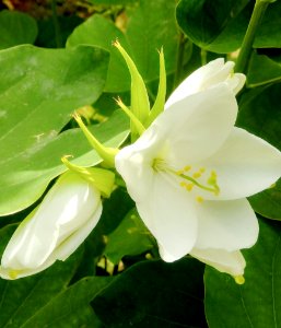 Flower Plant Flora Wildflower