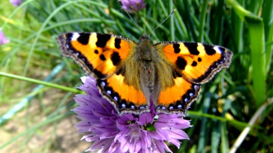 Butterfly Moths And Butterflies Brush Footed Butterfly Insect photo