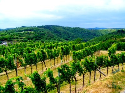 Agriculture Vineyard Vegetation Sky