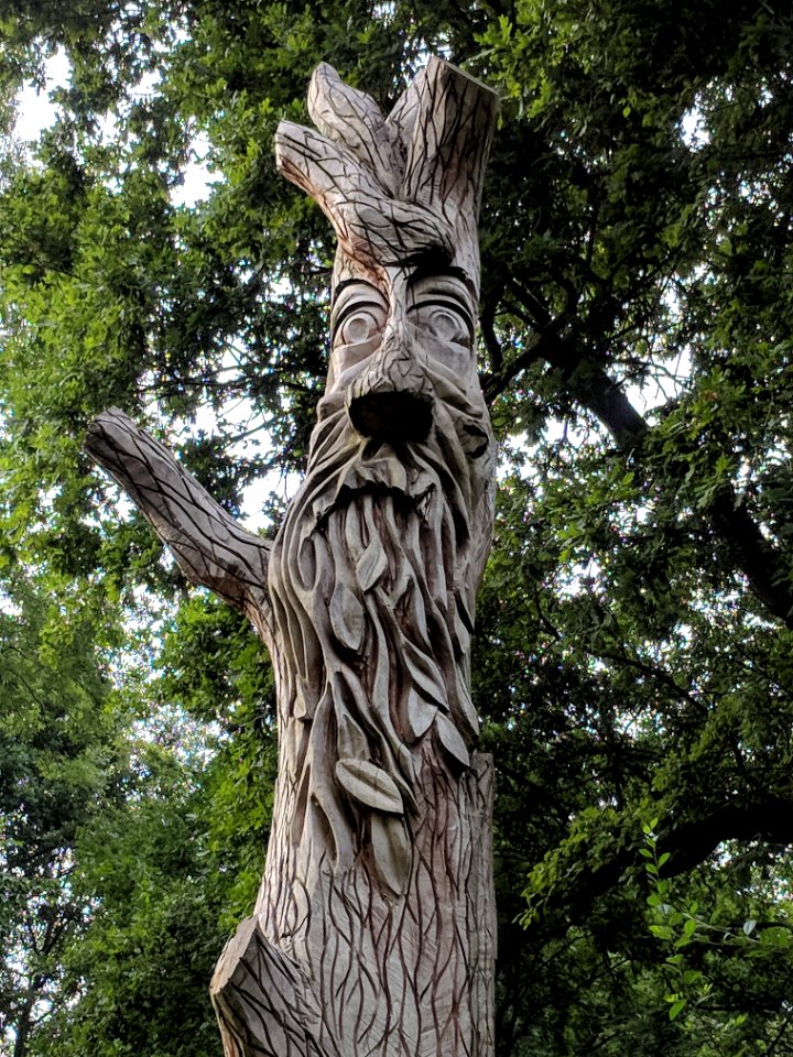 Tree Woody Plant Sculpture Trunk