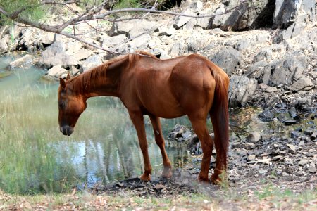 Horse Mare Horse Like Mammal Fauna photo