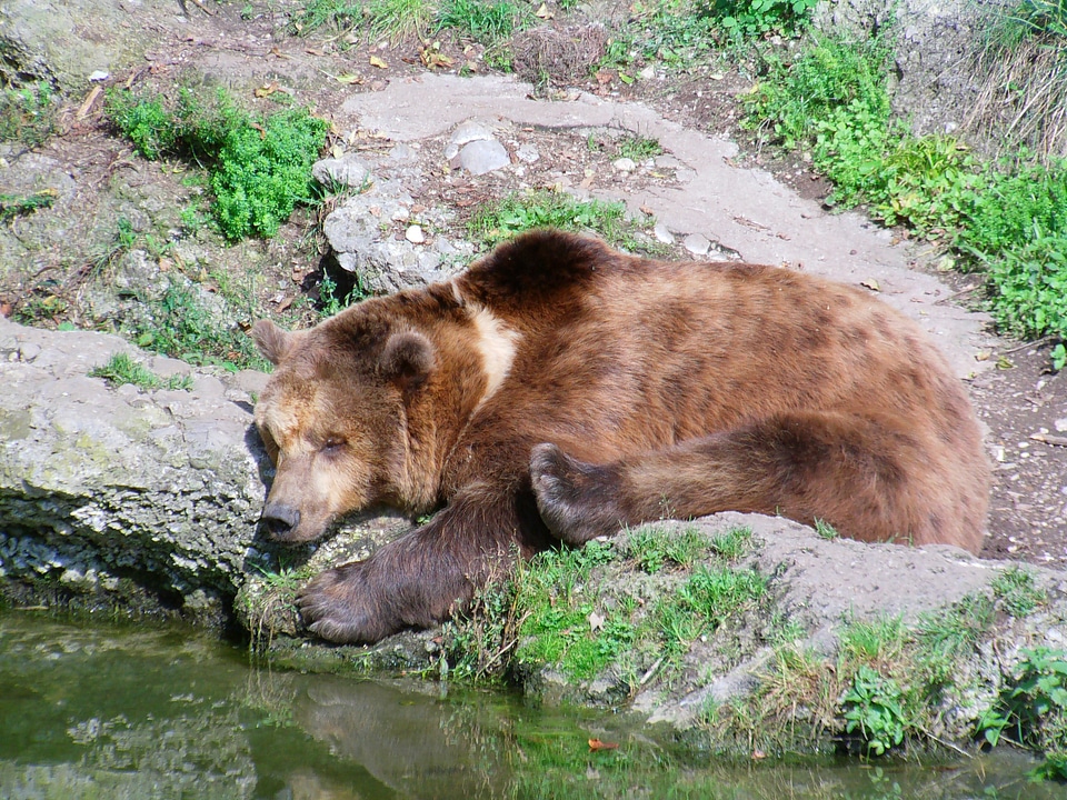 Bear animal mammal