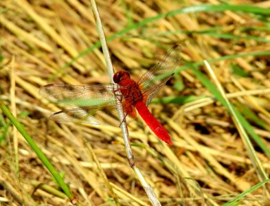 Insect Dragonfly Invertebrate Ecosystem photo